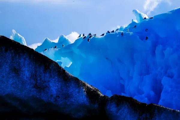 Tiro largo de um grupo de pinguins em um iceberg alto — Fotografia de Stock