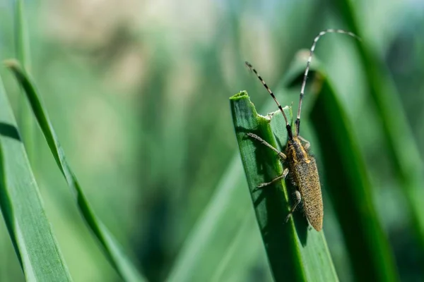 ASPHODEL Long κέρατα σκαθάρι, Αγαπάνθεια ασφοντελικατέσεν, που αναπαύεται σε ένα φύλλο. — Φωτογραφία Αρχείου