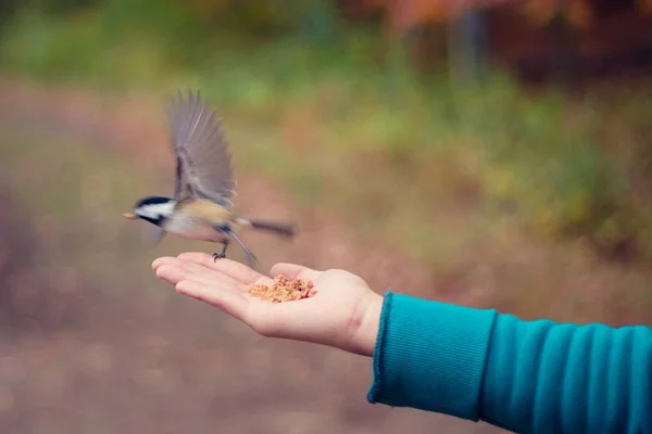 小鸟飞离手上，手上放鸟食 — 图库照片