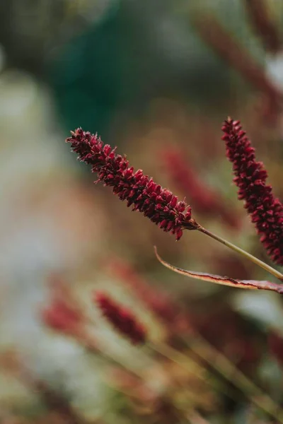 背景がぼやけている赤い植物の垂直ショット — ストック写真