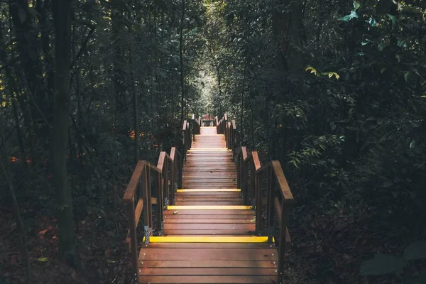 Schöne symmetrische Aufnahme einer hölzernen Treppe in einem Wald, umgeben von viel Grün — Stockfoto