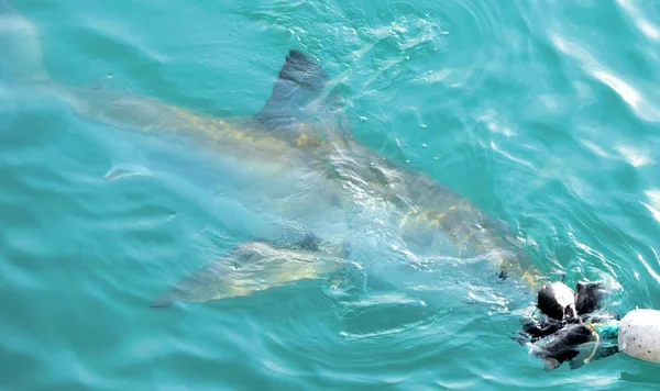 大白鲨追逐肉诱饵接近潜水笼. — 图库照片