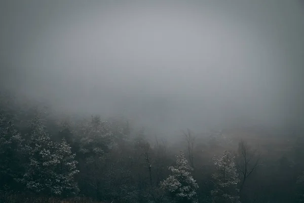 Uma floresta nebulosa — Fotografia de Stock