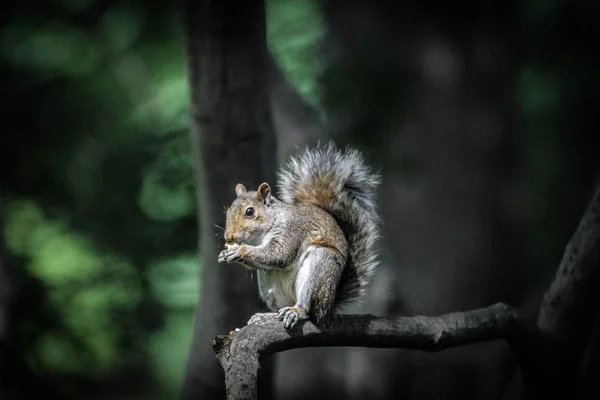 Closeup shot of a Squirrel standing on a tree branch eating with a blurred natural background