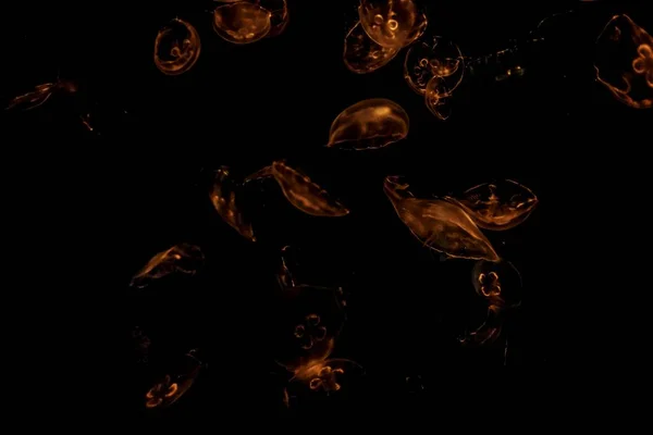 Красивый снимок красной медузы на тёмном фоне — стоковое фото