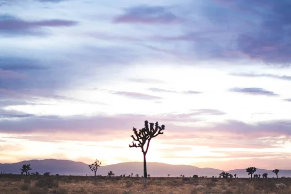 Schöne Weitwinkelaufnahme einer Wüstenpflanze auf einem Feld unter einem rosa und violetten Himmel — Stockfoto