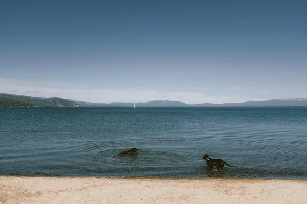 Breed shot van twee honden op een strand Shore staand en zwemmen met berg en blauwe lucht — Stockfoto