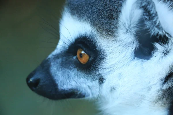 Um lémure bonito — Fotografia de Stock