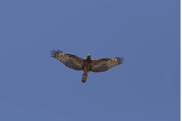 Buzzard Mel Euroasiático Juvenil Pernis Apivorus Migração Outono Com Asas — Fotografia de Stock