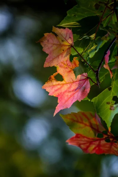 Primer plano de hermosas hojas coloridas con agujeros y fondo borroso —  Fotos de Stock