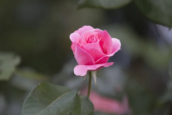 Rosa do amor — Fotografia de Stock
