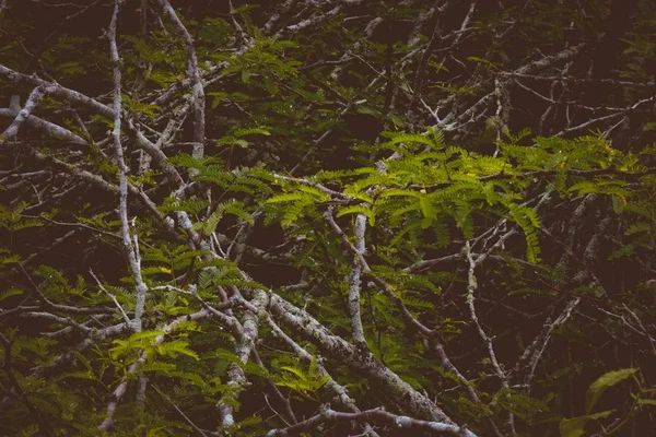 Δροσερό σουτ από μια στοίβα κλαδιά δέντρων και μια στοίβα από ώριμα φύλλα — Φωτογραφία Αρχείου