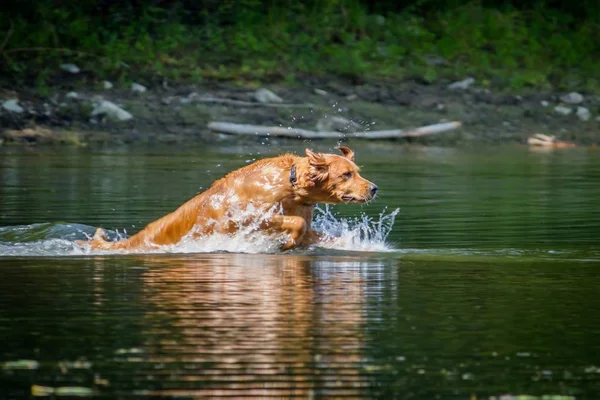 Piękny złoty Retriever pływanie w jeziorze w lesie — Zdjęcie stockowe