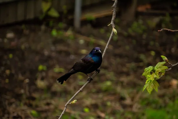 Oiseau noir et bleu assis sur une branche mince dans un parc — Photo