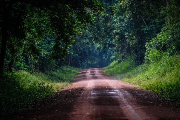 나무와 식물이 있는 숲 한가운데있는 비포장 도로 — 스톡 사진