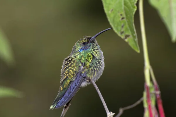 Menor violeta, Colibri cyanotus, ex-violeta verde — Fotografia de Stock