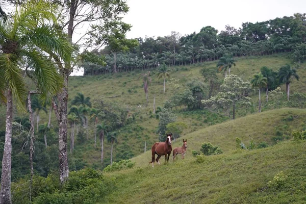 Dwóch koni stojących w odległości z lasem w tle w Republice Dominikany — Zdjęcie stockowe