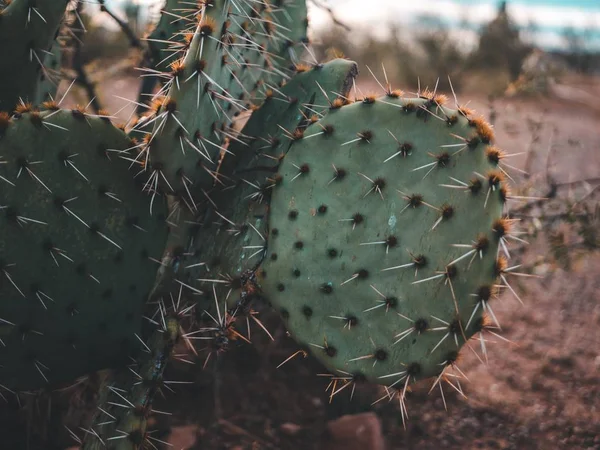 Cactus grande con espinas gruesas en el desierto —  Fotos de Stock