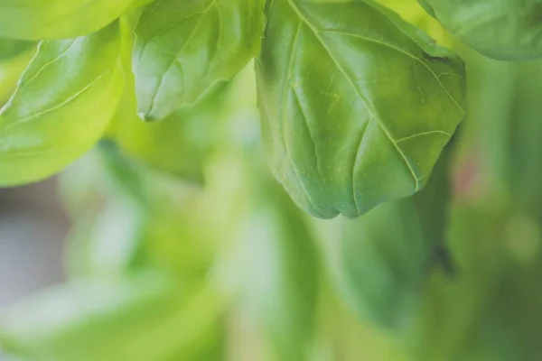 Hermoso fondo de planta de hojas naturales o fondo de pantalla - perfecto para artículos / mensajes relacionados con la naturaleza — Foto de Stock