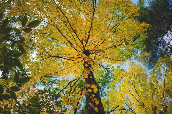 Baixo ângulo tiro de uma bela árvore alta com folhas douradas durante o outono na floresta — Fotografia de Stock