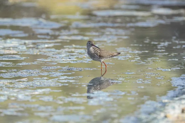 Vystárnutí běžná Ruda Tringa totanus — Stock fotografie