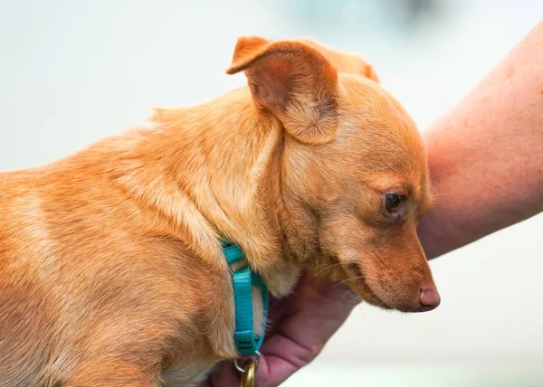 Nahaufnahme eines niedlichen Chihuahua-Hundes in der Nähe der Hand seines Besitzers — Stockfoto