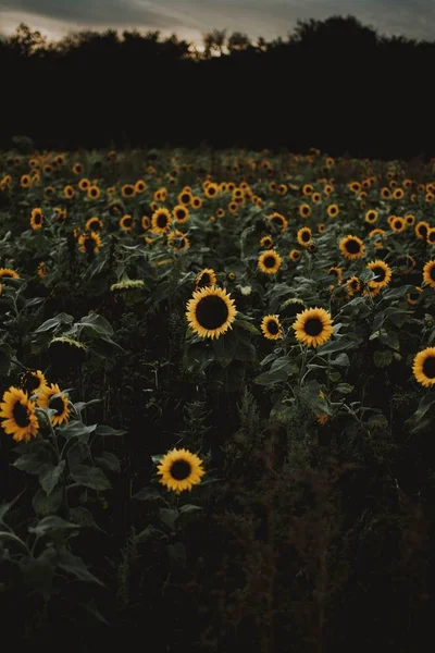 Vertikale dunkle Aufnahme schöner Sonnenblumen in einem großen Sonnenblumenfeld — Stockfoto