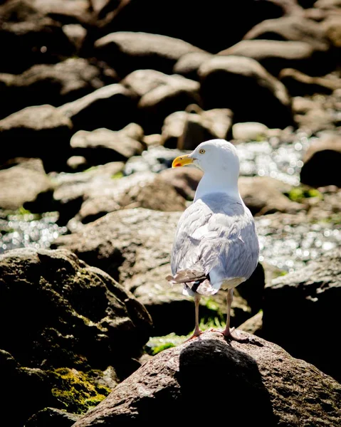 Fechar-se de uma gaivota em pé sobre rochas perto da costa — Fotografia de Stock
