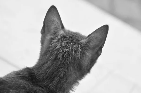 Plan rapproché de l'arrière de la tête d'un chat, en niveaux de gris — Photo