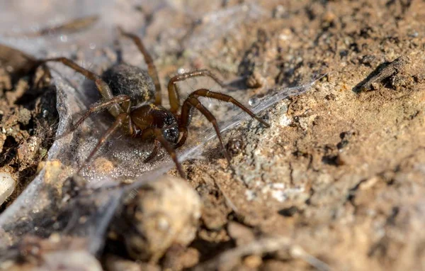 Spinne bereit für den Hinterhalt. — Stockfoto