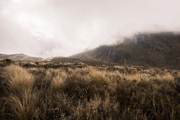 Krásná střela z suché trávy v poušti s kopci v pozadí obklopenou přirozenou mlhou — Stock fotografie