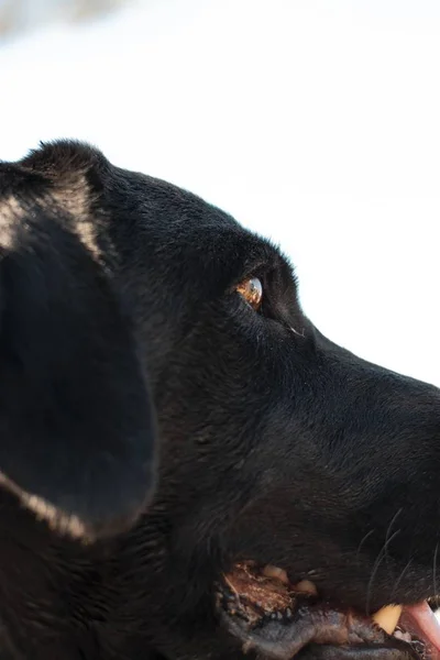Fechar o rosto de um cão preto com um fundo branco — Fotografia de Stock