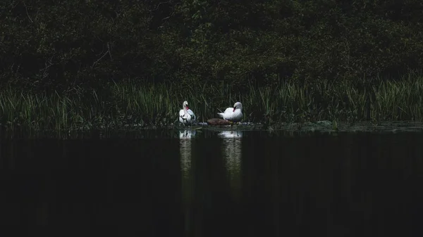 Dos cisnes en el lago — Foto de Stock