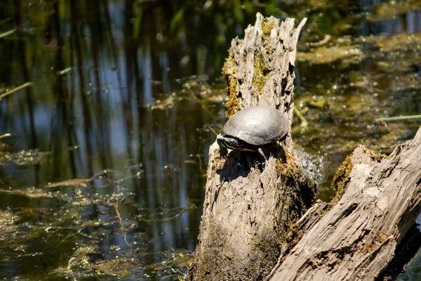 Geschilderde schildpad rustend op een tak in water — Stockfoto