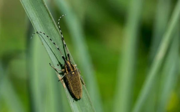 Asphodel Long szarvas bogár, Agapanthia asphodeli, pihen a levél. — Stock Fotó