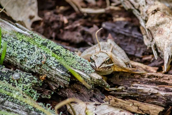 Primer plano de una rana sobre una superficie de madera en un bosque con una hoja —  Fotos de Stock