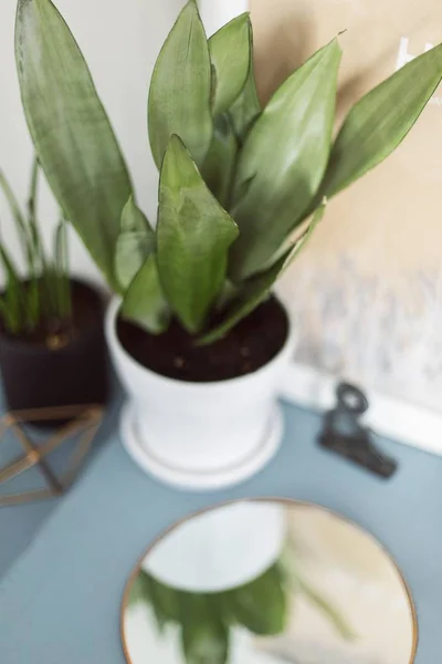 Gambar closeup vertikal dari tanaman hijau dalam panci yang diisi dengan tanah di atas meja — Stok Foto
