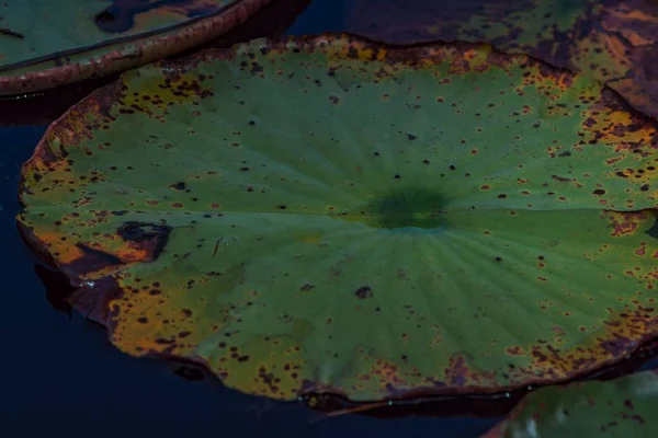 Das Schöne Grün Eines Kleinen Sumpfes Aus Nächster Nähe — Stockfoto