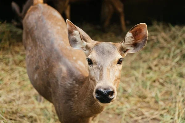 Fecho de um veado em pé no campo de grama seca olhando para a câmera com fundo embaçado — Fotografia de Stock