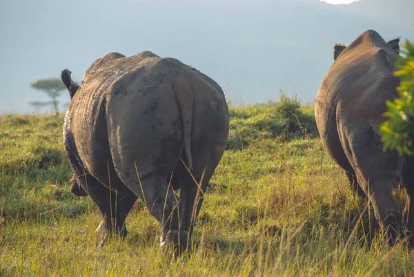 Szeroki strzał hipopotamy spaceru w Safari strzał z tyłu — Zdjęcie stockowe