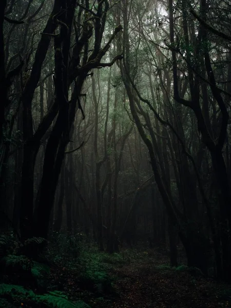 Colpo verticale di alberi alti in un bosco circondato da piante — Foto Stock