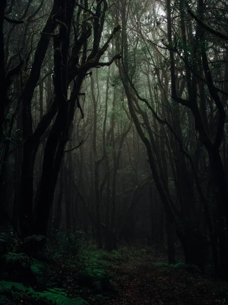 Tiro vertical de árvores altas em uma floresta cercada por plantas — Fotografia de Stock