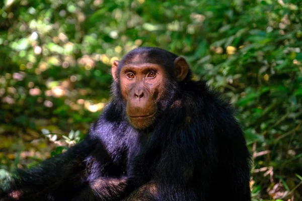 Крупный план обезьяны, смотрящей в камеру с размытым естественным фоном — стоковое фото