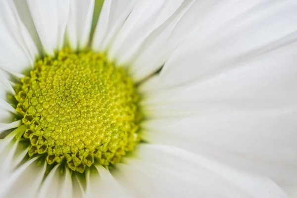 Nahaufnahme der schönen blühenden Kamille — Stockfoto