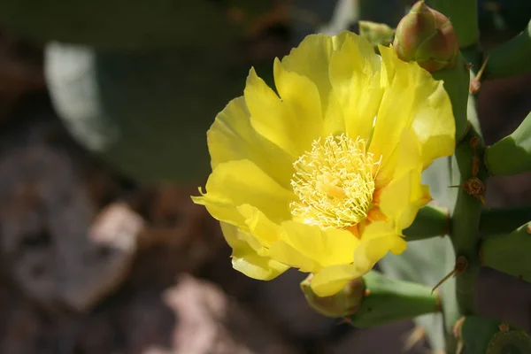 Prickly Flower — Stock Photo, Image