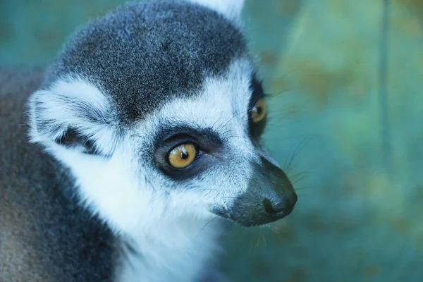 Sevimli bir lemur — Stok fotoğraf