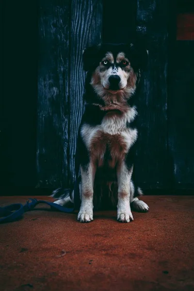 Lindo perro doméstico compañero sentado en una alfombra roja —  Fotos de Stock