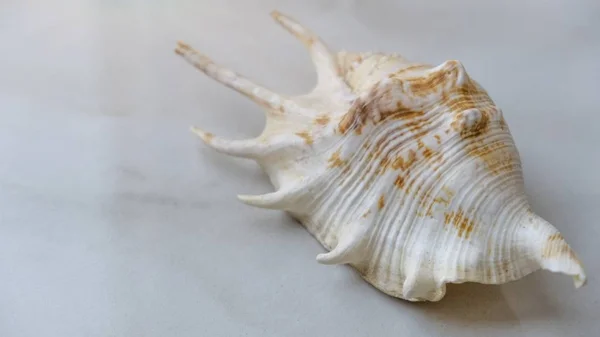 Primo piano di una conchiglia decorativa su uno sfondo di marmo bianco — Foto Stock