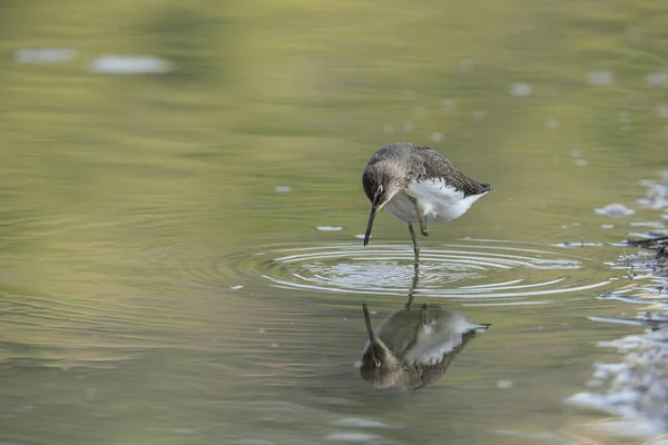 Sandpiper verde Tringa ocropo — Fotografia de Stock