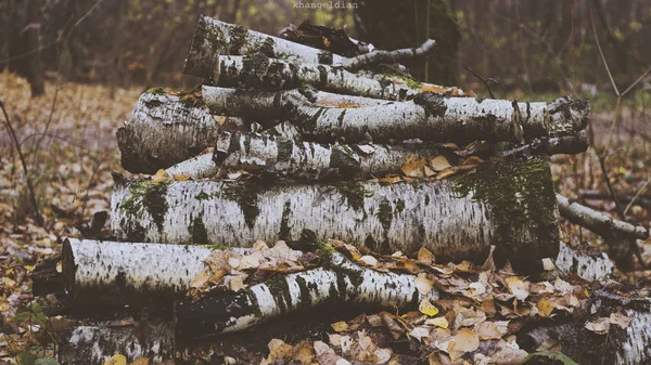 Trä — Stockfoto